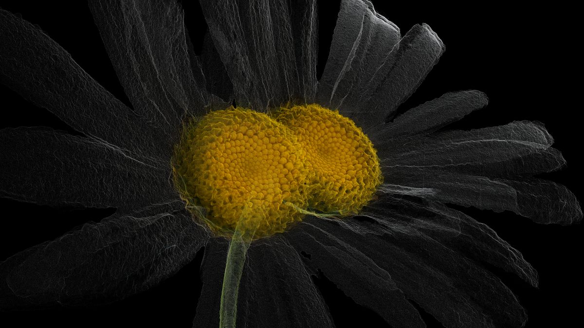 로랑 그라소(Laurent Grasso), <인공 ARTIFICIAL> 단채널 영상, 컬러, 사운드, 27분 33초, Single-channel video, color, sound, 27min 33sec 2020 ⓒ Laurent Grasso / courtesy Perrotin (제공: 성곡미술관)