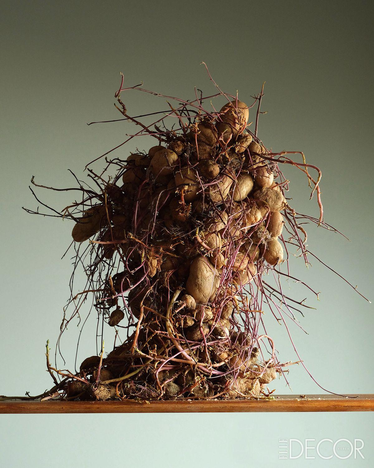 감자로 만든 조각품. 