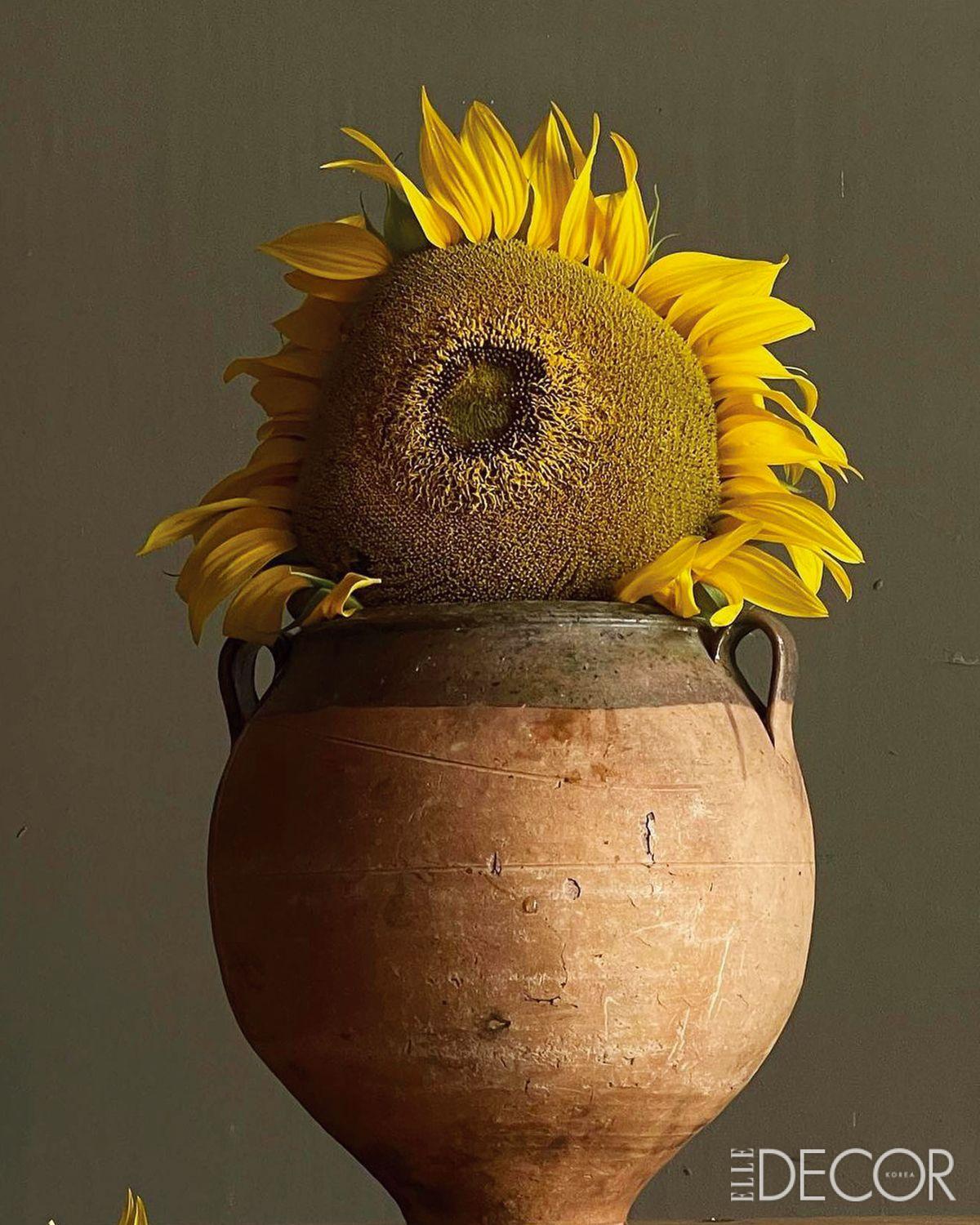 포르투갈 도자기 위로 얼굴을 내밀고 있는 해바라기. 