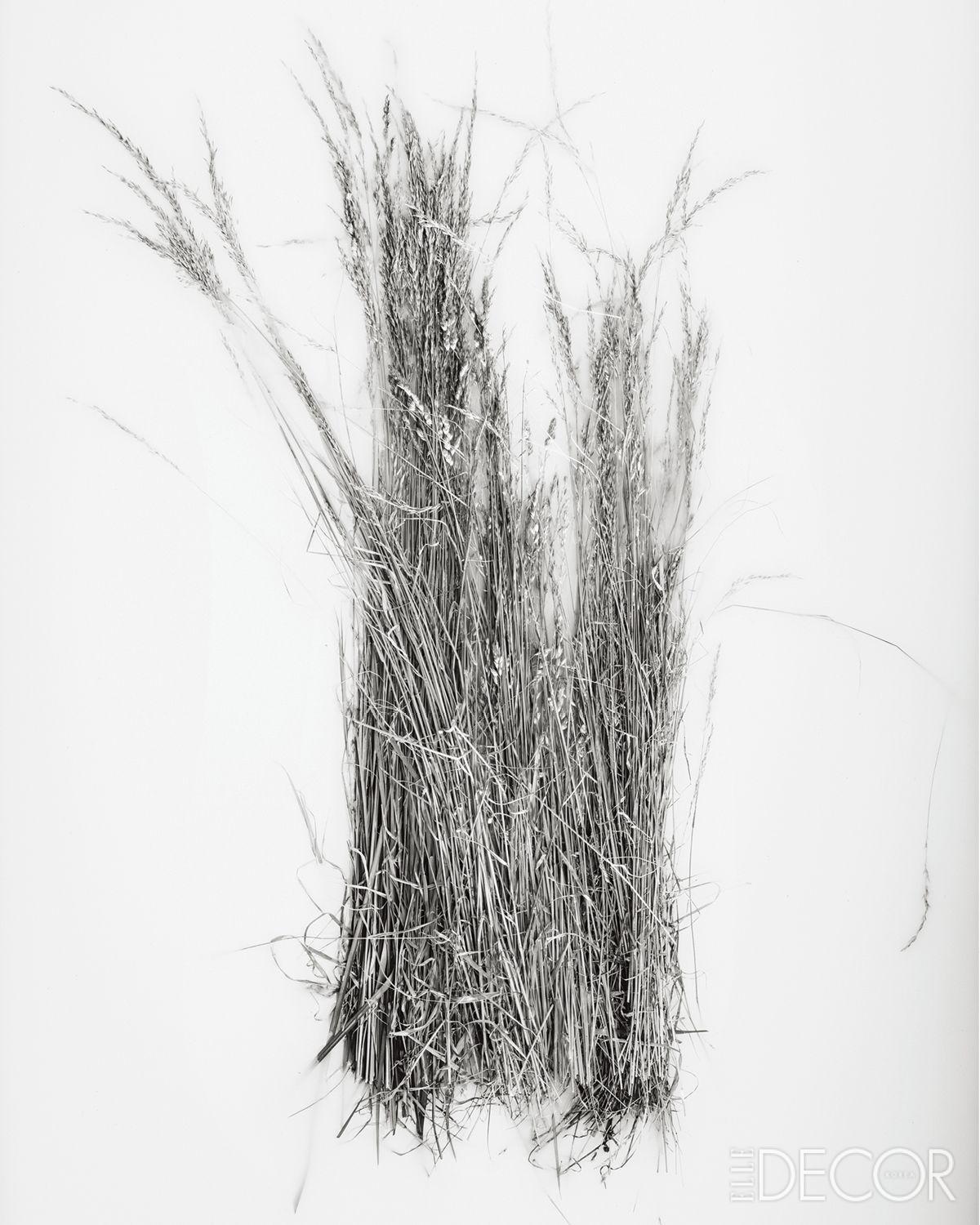 식물의 형태와 아름다움을 예술적으로 표현하는 보태니컬 아트 작품.