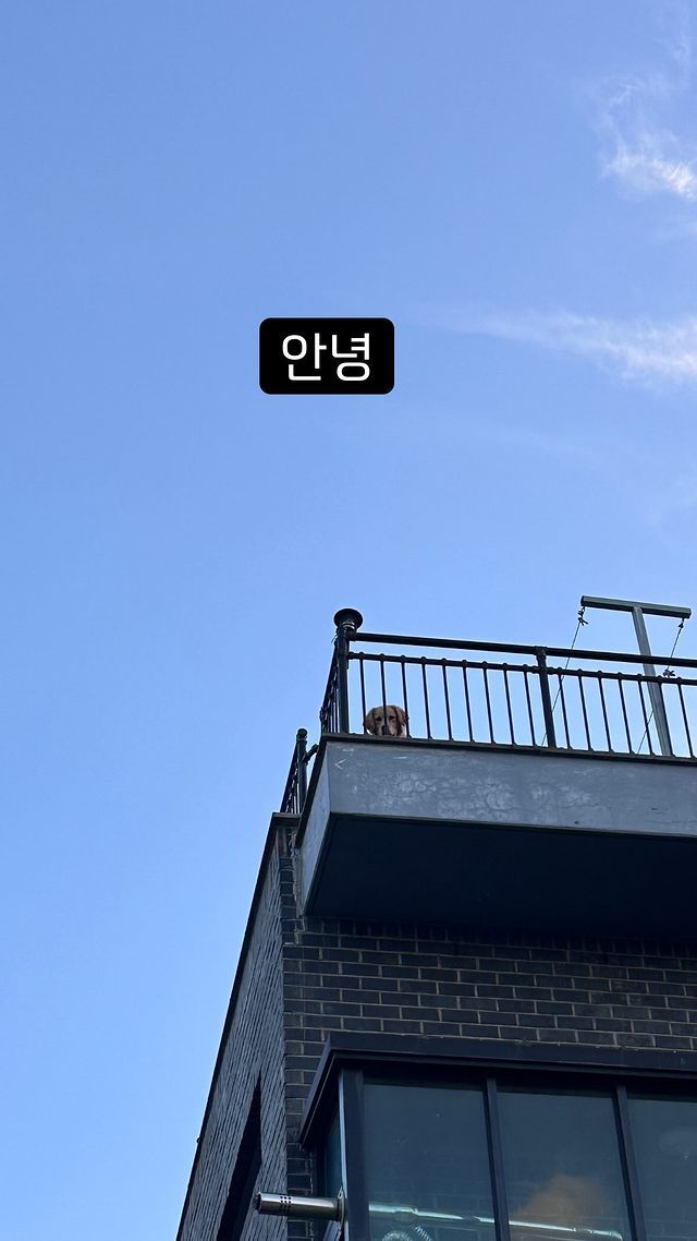 이효리 인증샷 