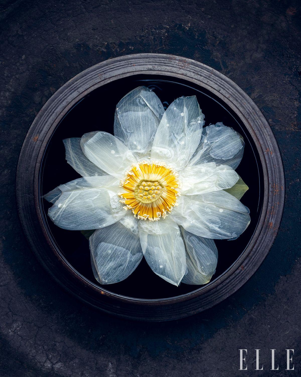 넷플릭스 <셰프의 테이블>에 아름답게 그려졌던, 한 잎 한 잎 꽃잎을 펴 만든 연꽃차. 