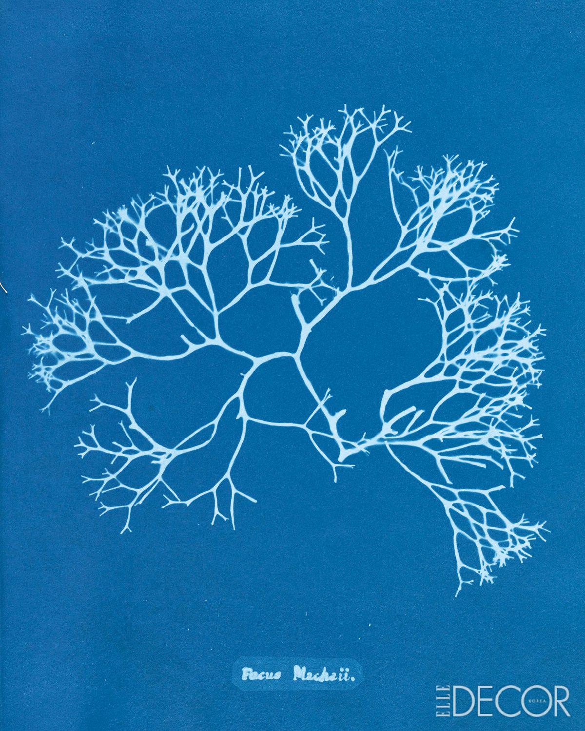 ‘Fucus Machaii’(1850~1912).