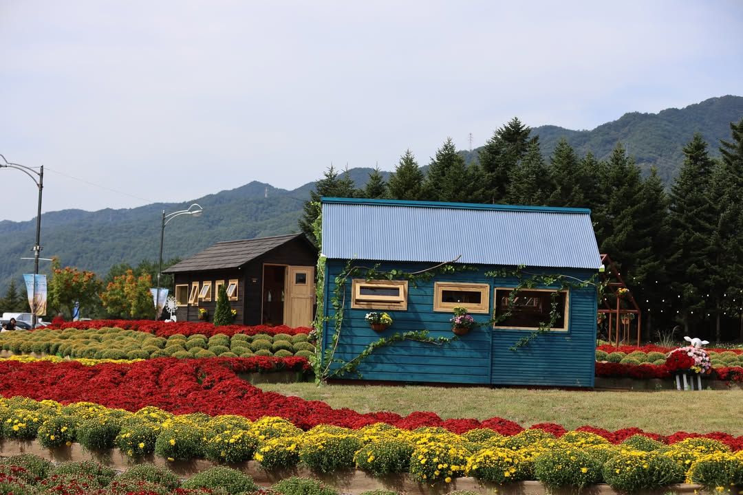 인제가을꽃축제 