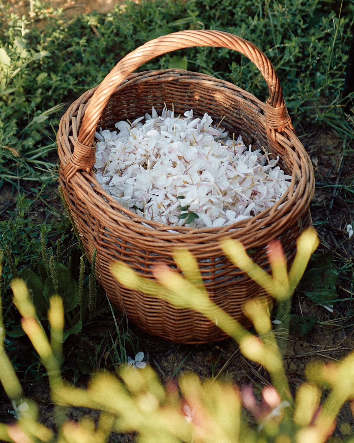 신선함을 보존하기 위해 젖은 천 위에 쟈스민 꽃을 담는다. 