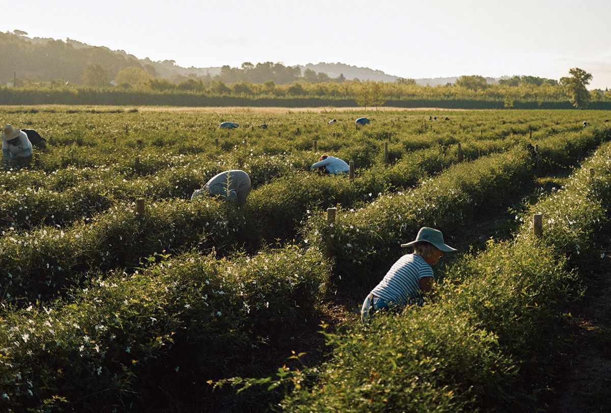 이른 아침에 모여 쟈스민 꽃을 따는 수확자들. 
