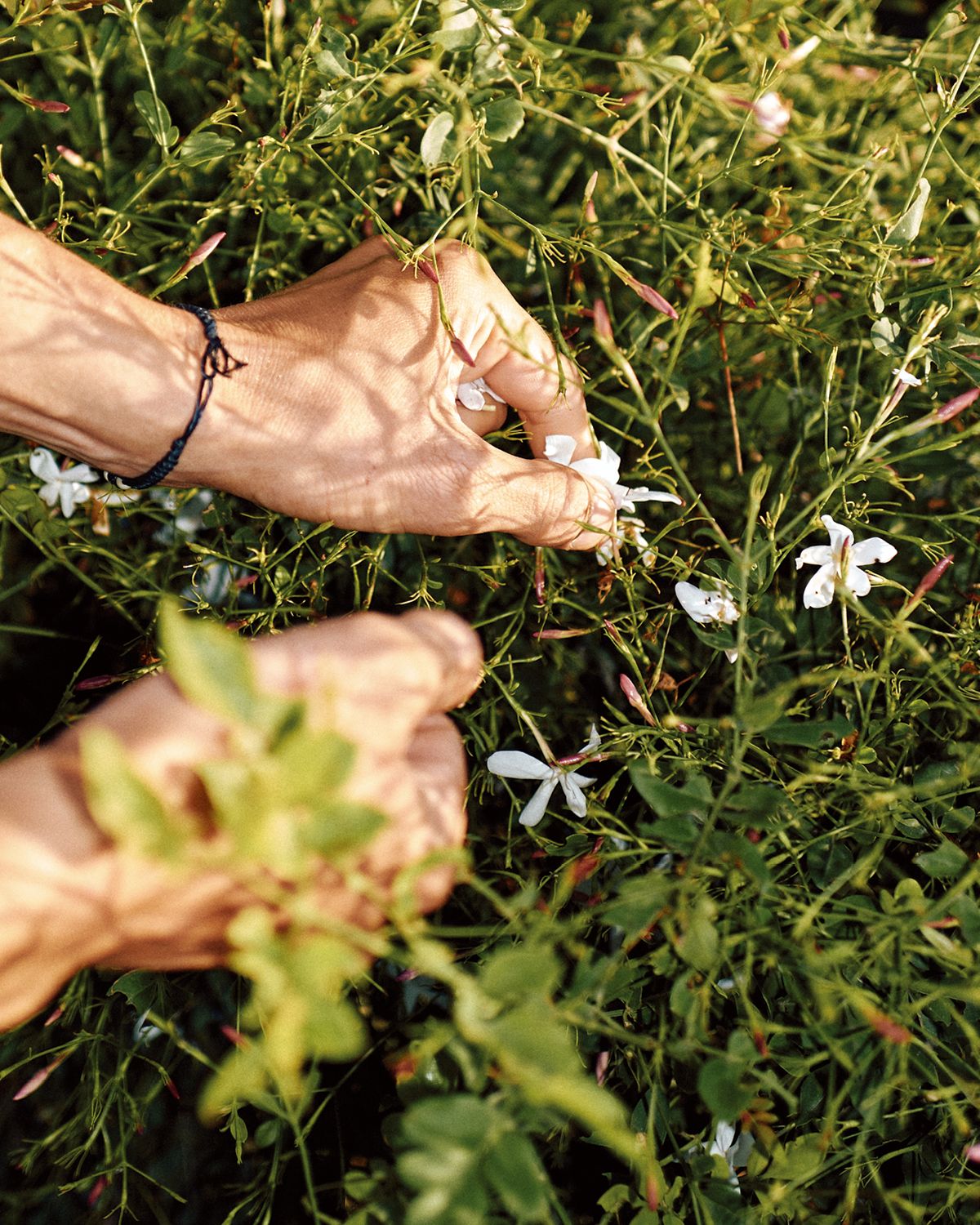 쟈스민을 손으로 직접 따는 모습. 