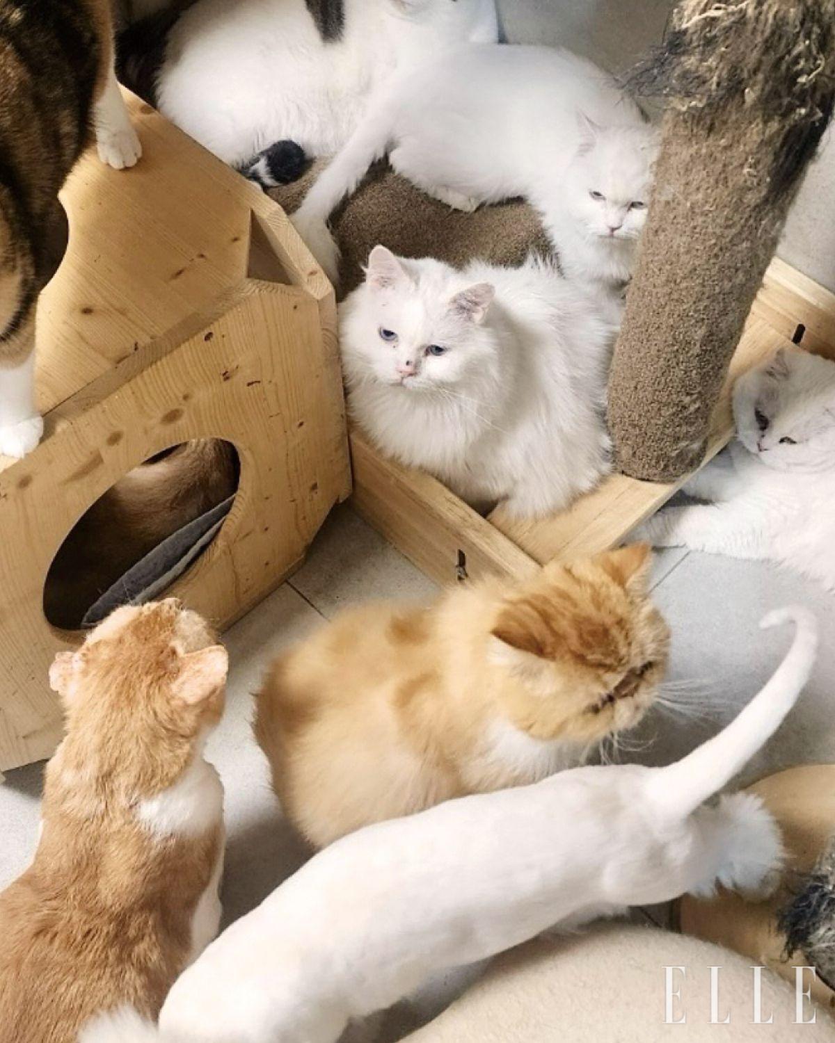 페이팔(paypal.com/paypalme/nabiya2007), 네이버 해피빈 그리고 프로필에 기재된 계좌를 통해 후원이 가능하다. 또 ‘펫 바자’ 사이트 내 ‘나비야사랑해’ 후원관에서 제품을 구매하면, 결제금액이 기부로 이어진다.