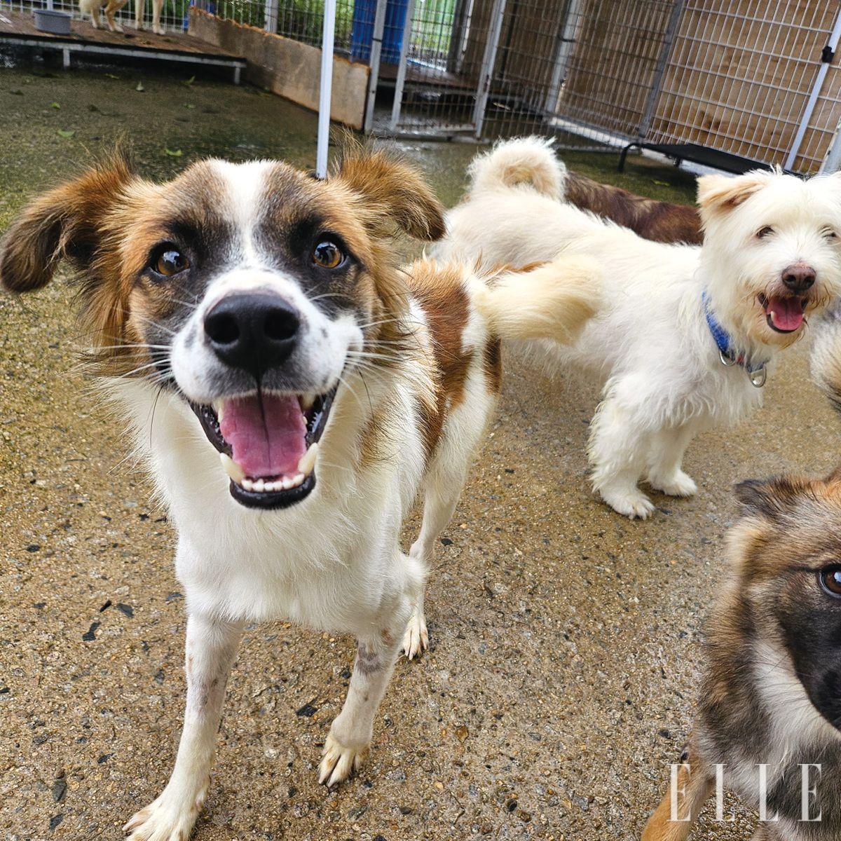 해피빈 정기 후원과 카카오 같이가치 후원, 문자 후원(#25404681), 페이팔(paypal.com/paypalme/leomomadogs) 결제 등 방법은 다양하다. 재능 기부도 언제나 환영이다.