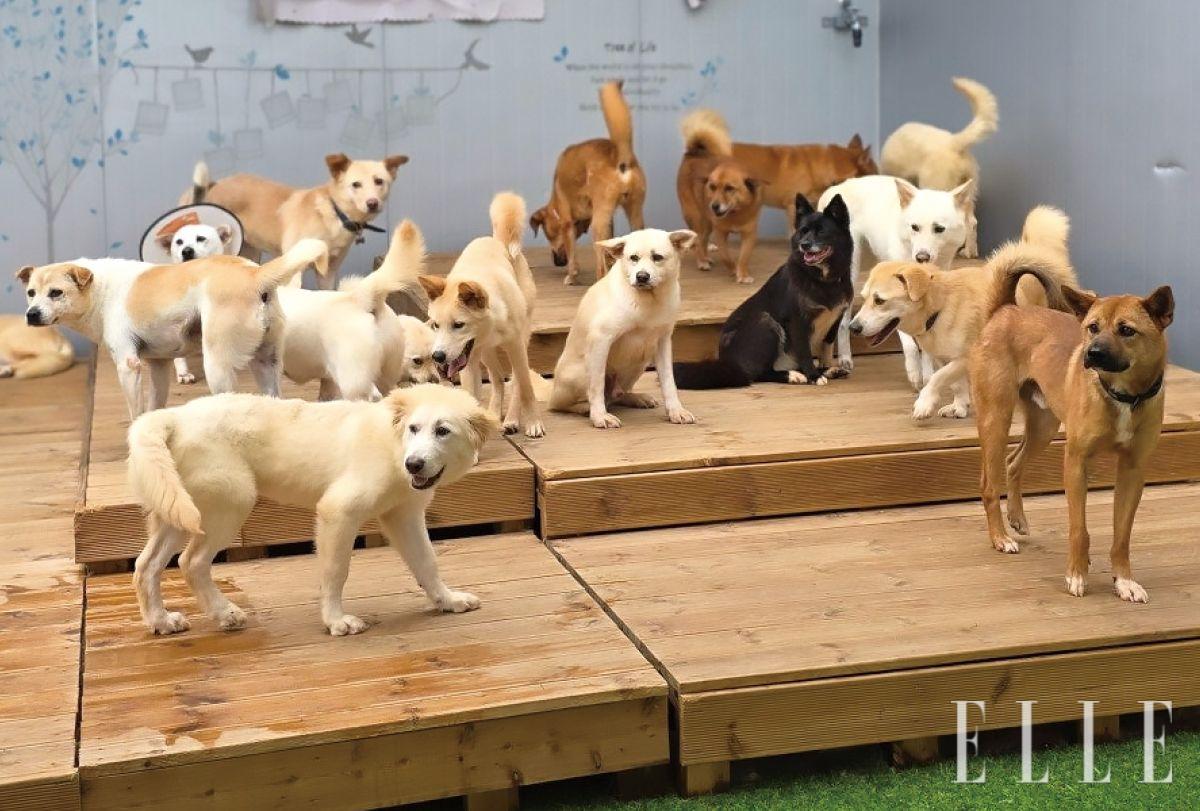 후원은 페이팔 (dorothy828282@naver.com)과 공식 채널에 기재된 계좌를 통해 가능하다. 치료가 시급한 구조견이 많아 치료비 릴레이 후원 공지가 피드를 통해 수시로 게시된다. 또 산책과 청소, 병원 이송, 입양 행사 등 다양한 현장 봉사도 함께할 수 있다.