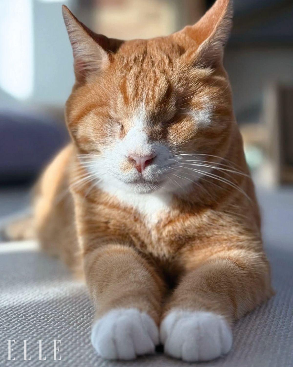 동물권과 동물복지를 위한 서명운동에 참여하는 것만으로도 큰 힘이 된다. 이외에도 봉사와 후원 방법은 동물자유연대 공식 SNS와 홈페이지를 통해 확인할 수 있다.