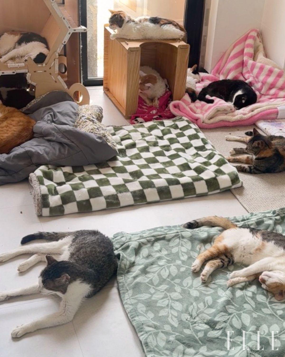 해피빈을 통한 정기 후원이 가능하며, 보호소 청소와 돌봄 같은 자원봉사 활동에도 참여할 수 있다. 또 입양 및 임시보호 신청으로 직접적인 도움을 줄 수 있다.