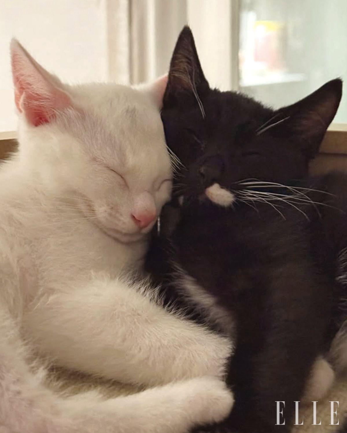 매주 게시글을 통해 입양을 기다리는 고양이들에게 꾸준히 관심을 보내주는 것이 가장 큰 힘이 된다. ‘좋아요’와 공유로도 더 많은 예비집사들에게 아이들의 존재를 알릴 수 있다.