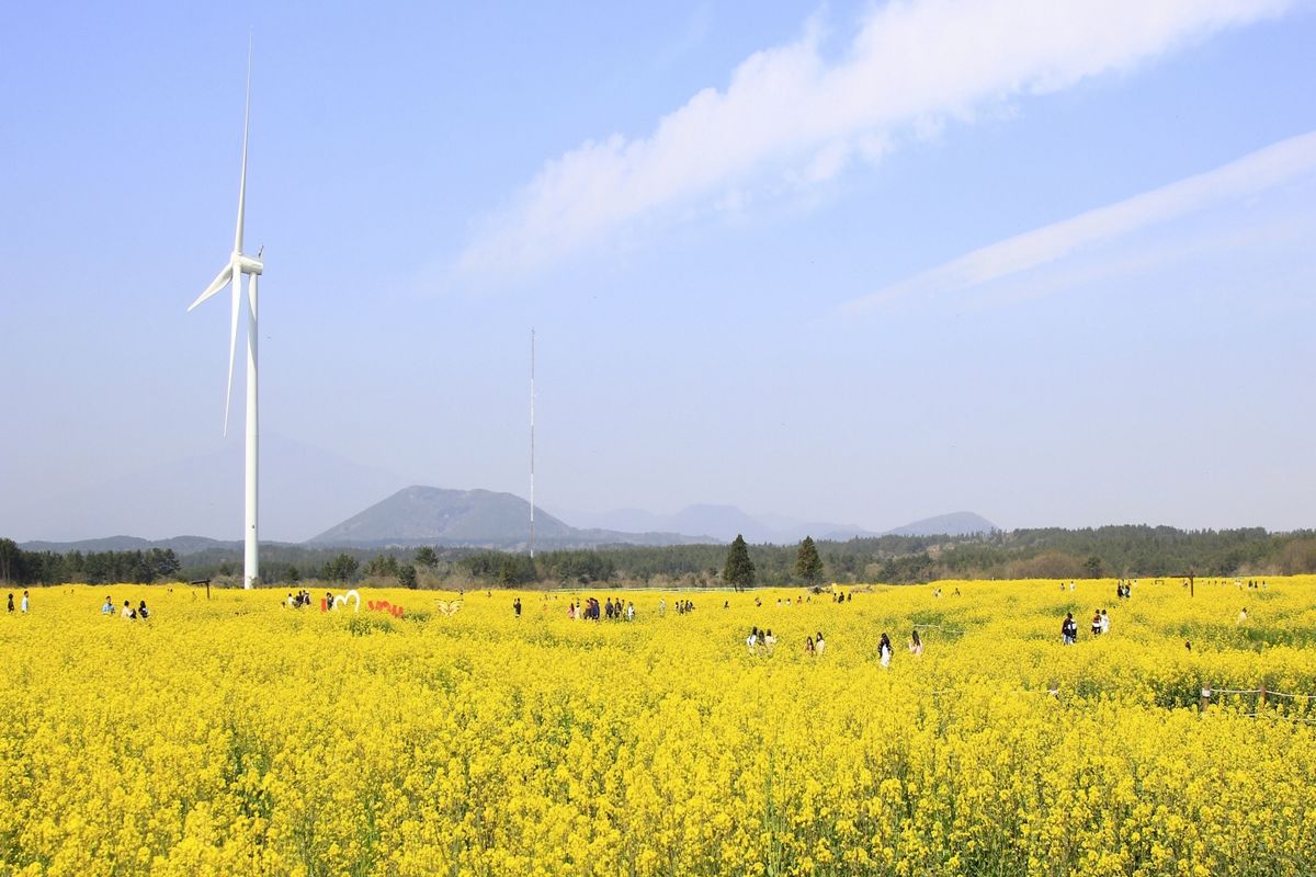 서귀포 유채꽃 축제 자료 사진 