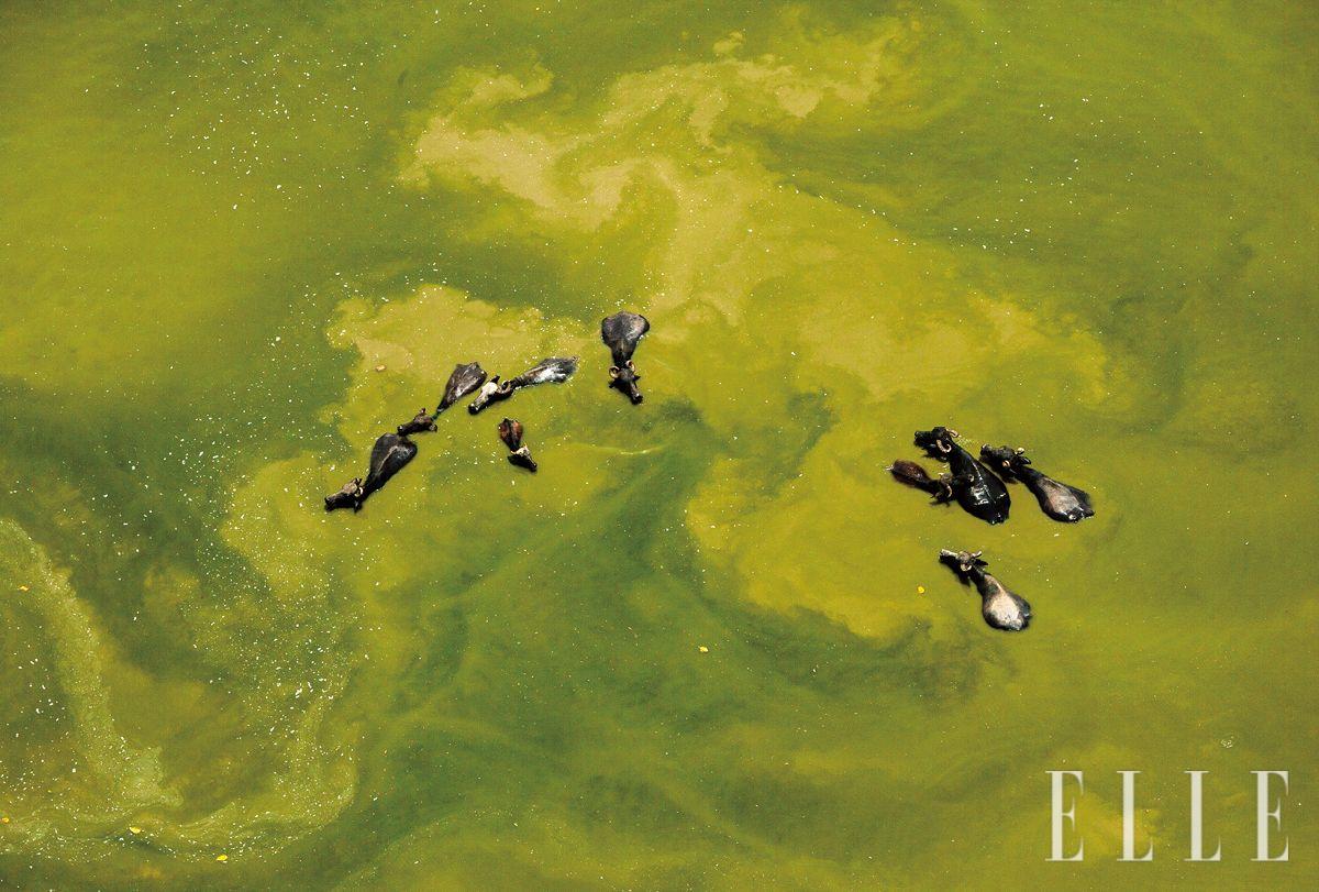 인도 팔리와 조드푸르 사이, 방게사르 인근 저수지의 물소들. 