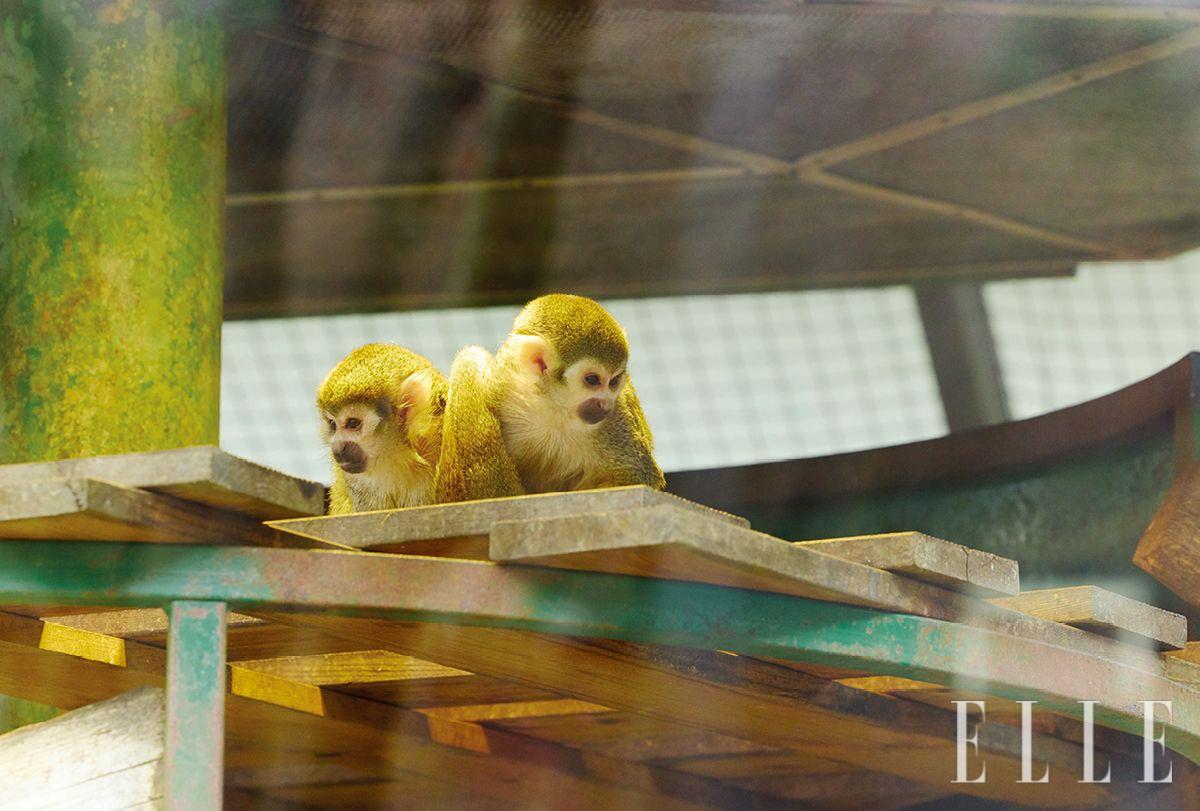 다람쥐원숭이사에 자리 잡은 기아나다람쥐원숭이. 작은 체형과 가느다란 몸체를 지녔다.