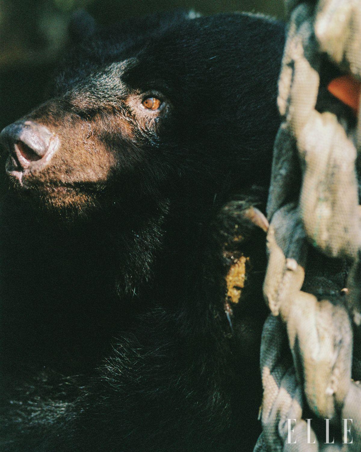 행동 풍부화 활동 중 저 먼 곳을 응시하는 라미. 