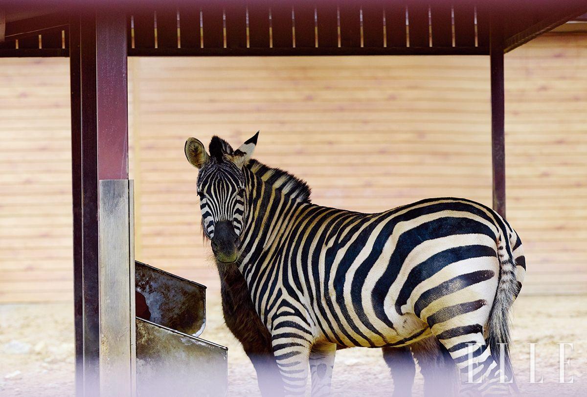 사바나얼룩말인 하니. 무리 생활을 하는 얼룩말의 특성상 조랑말 동백이와 잘 지낸다. 
