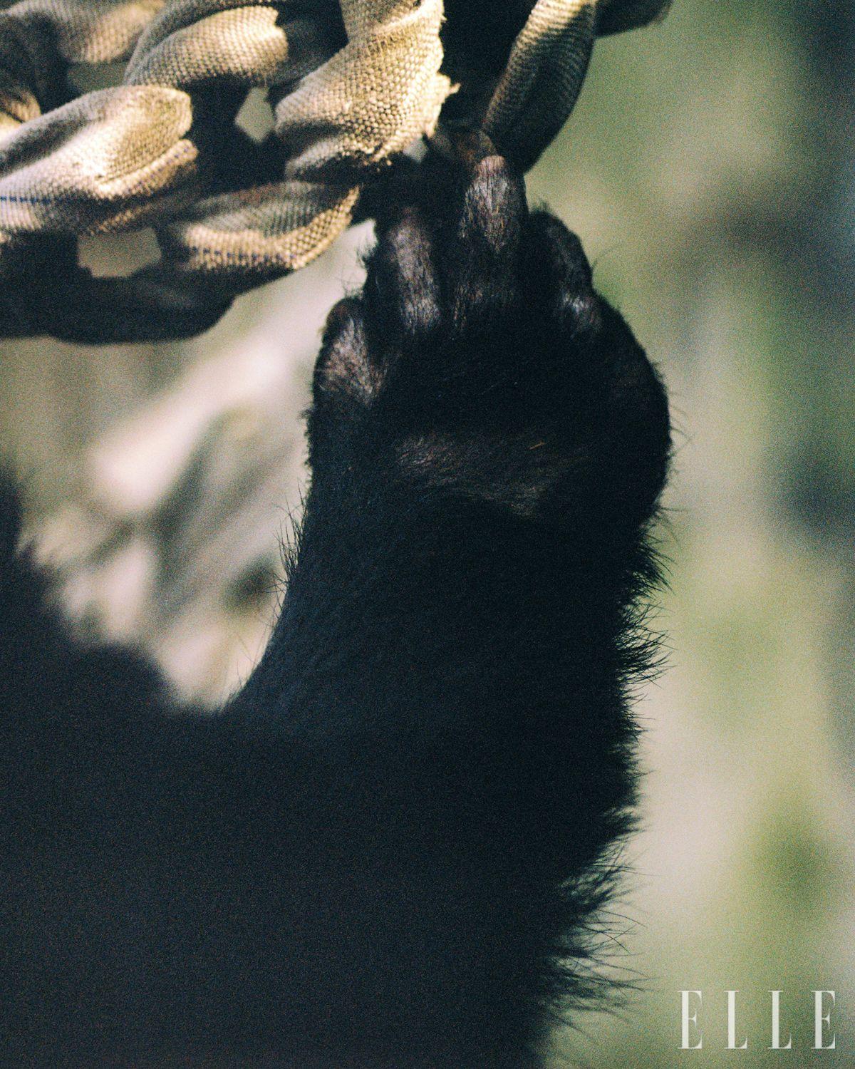 식사 시간에 도구를 활용할 때 제일 중요한 역할을 하는 앞발. 