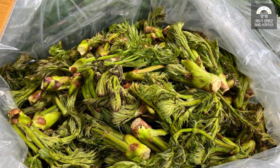 양평 용문산 산나물 축제 지난 행사 사진 