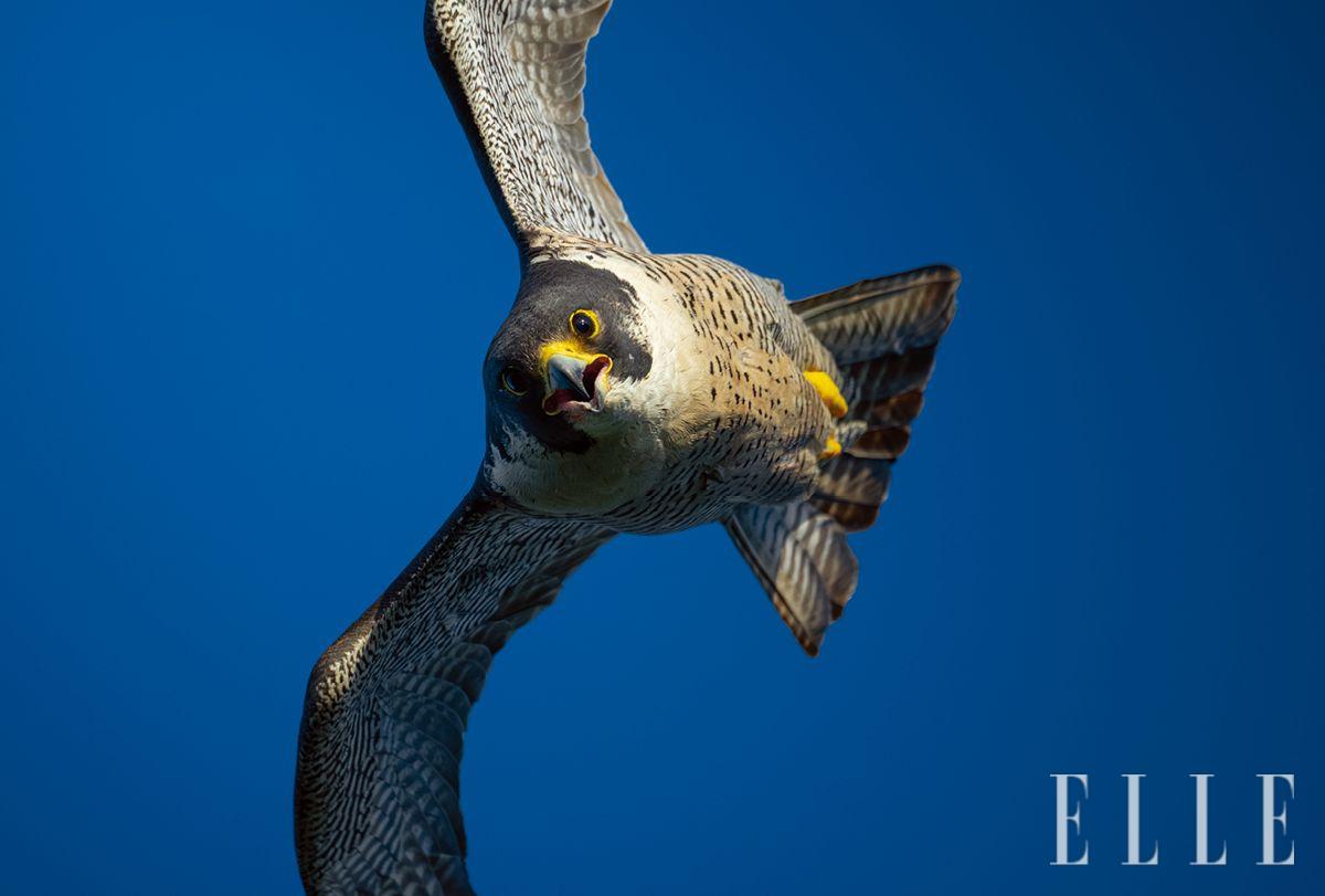 제주도 남원 인근 해안가 절벽에서 활동 중인 송골매.