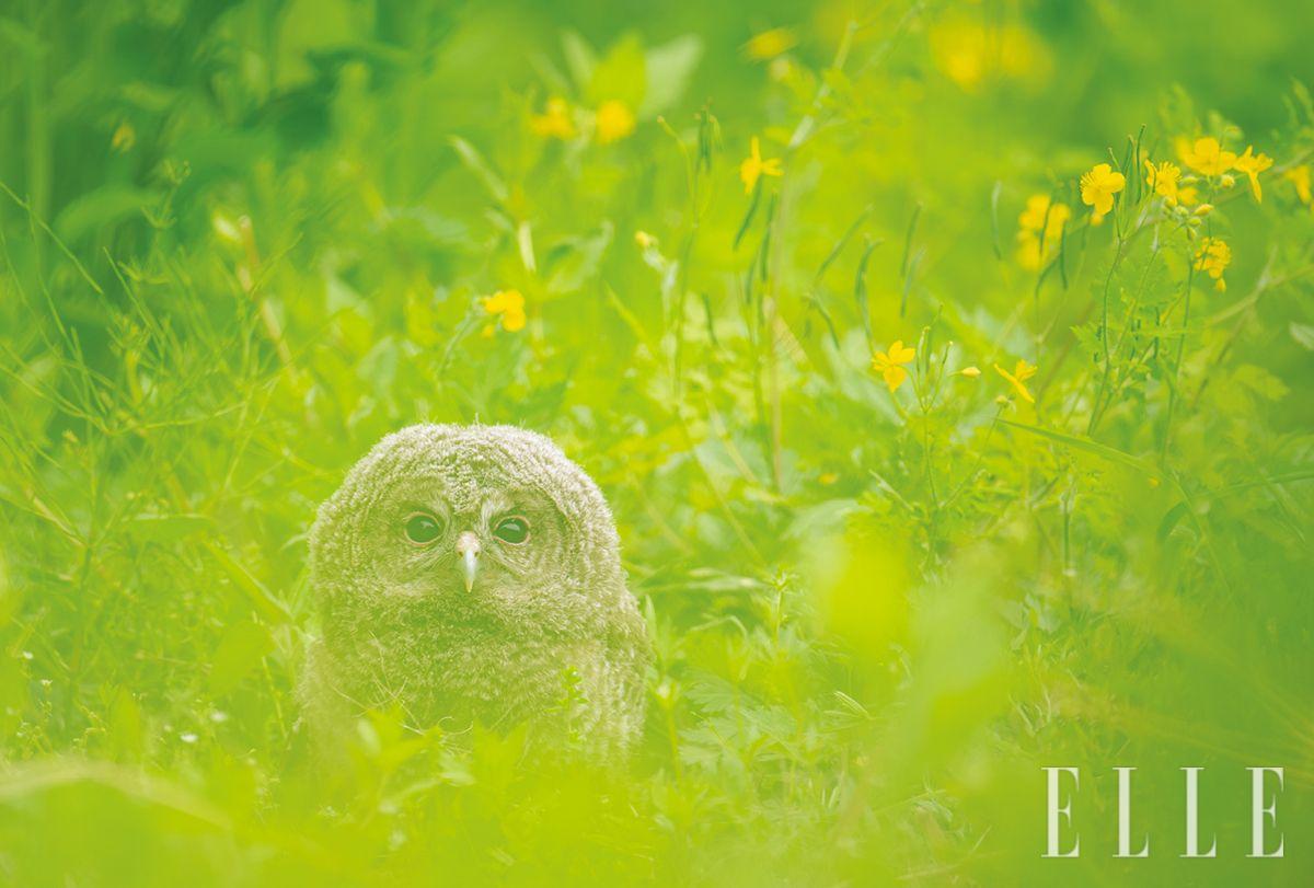 둥지를 떠난 지 얼마 안 된 어린 올빼미, 아직 세상 물정을 모르는 유조.