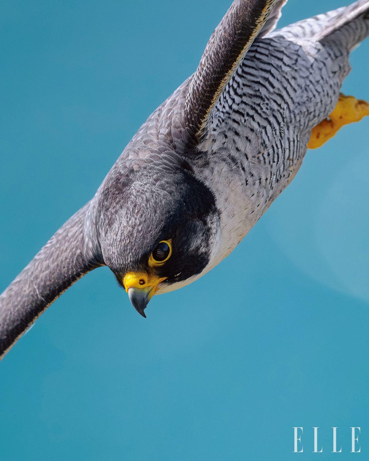  씩씩하고 명랑하게 비행하는 송골매의 얼굴. 