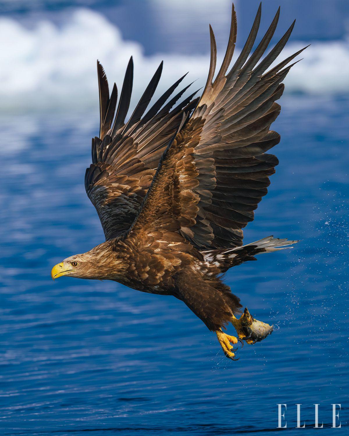 일본 홋카이도 라우스 항에서 먹이를 찾아 헤매는 중인 흰꼬리수리. 