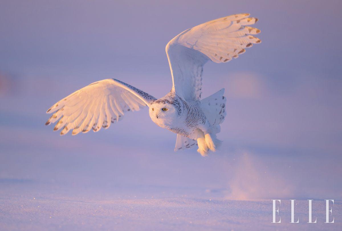  눈 덮인 초원을 화려하게 수놓은 흰올빼미의 천사 같은 날갯짓.