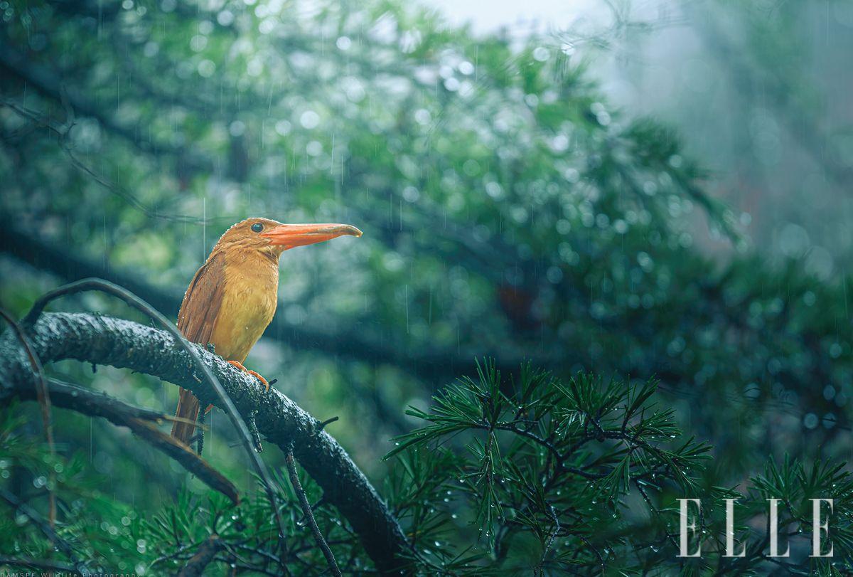 전북 남원의 어느 시골, 내리는 비를 바라보며 운치를 즐기는 호반새.