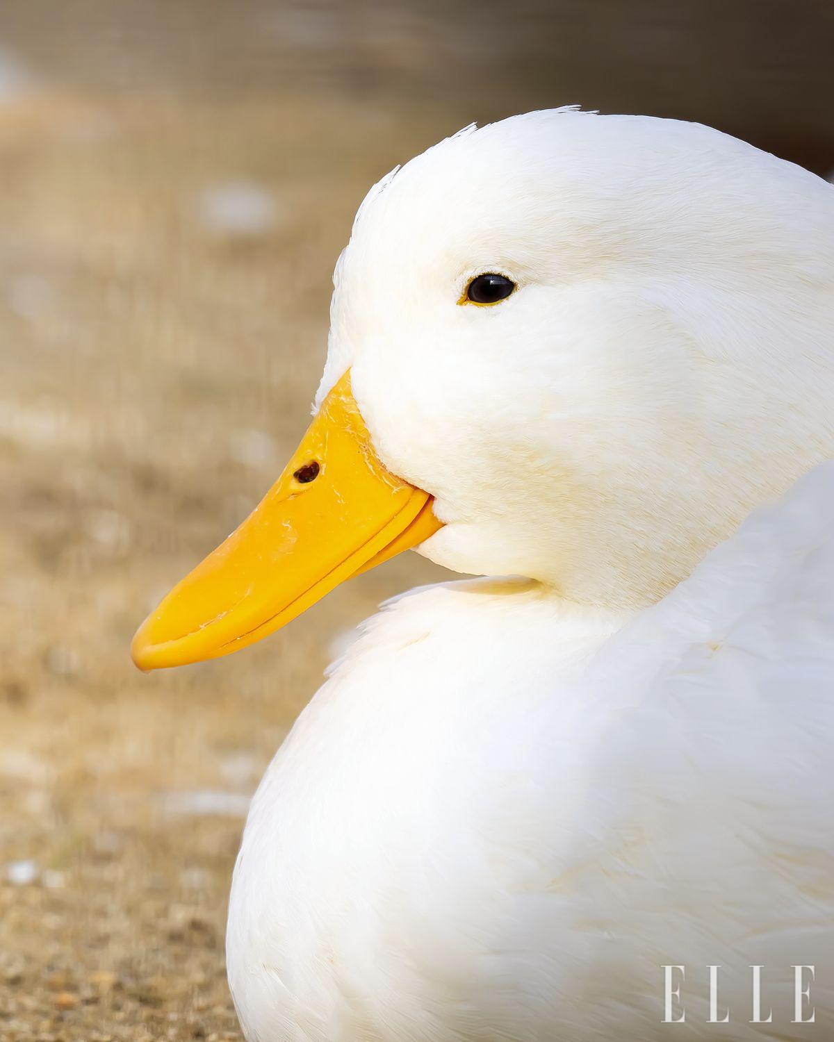한국에서 만난 오리. 표정이 마음에 들었다. 