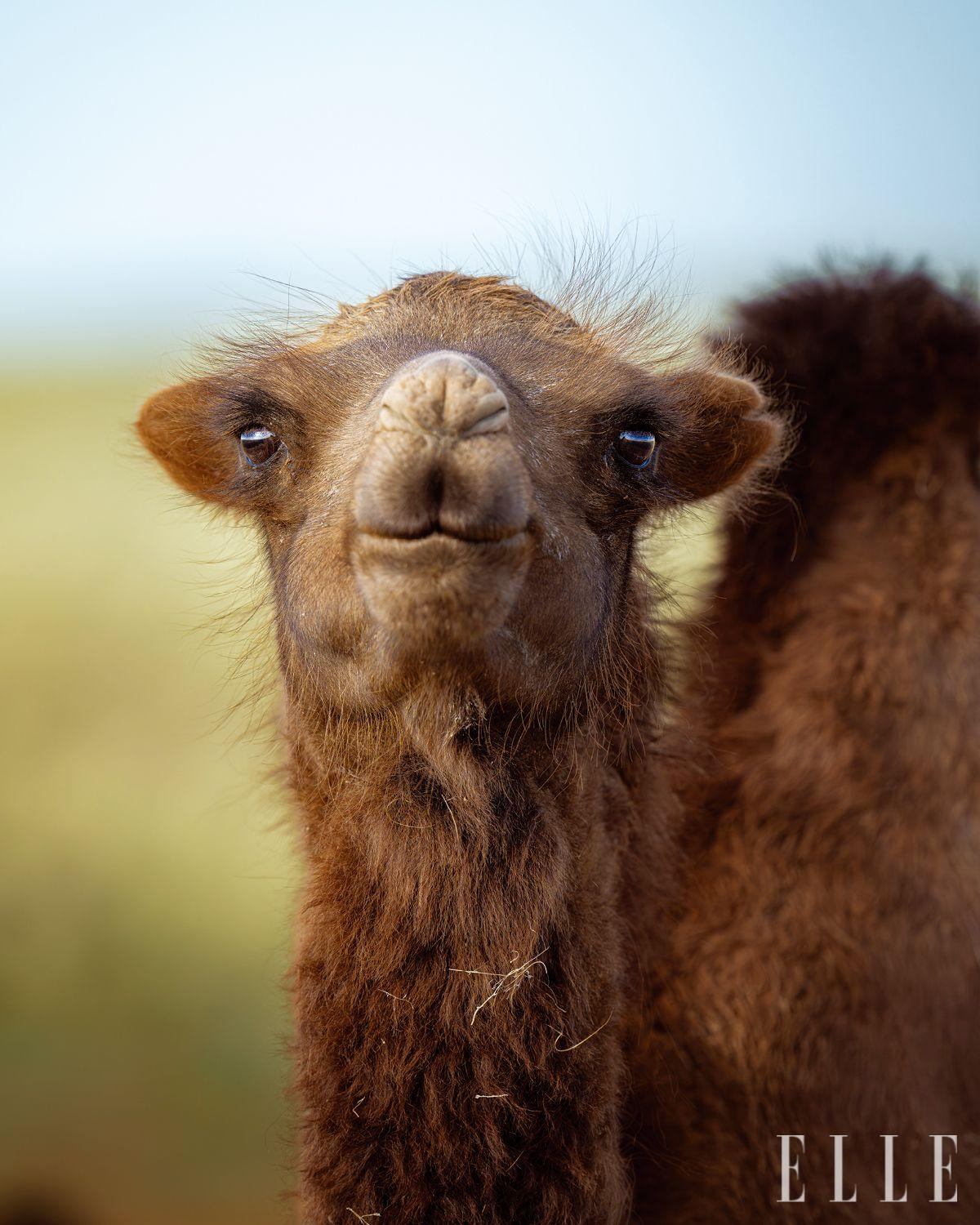 몽골에서 만난 쌍봉낙타.