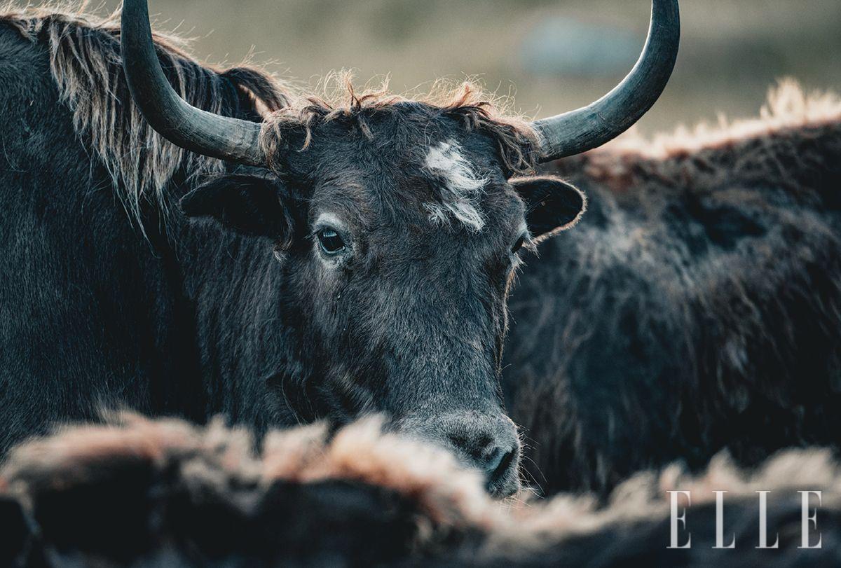 몽골에서 만난 야크 떼. 눈물을 흘리고 있는 모습이 인상적이었다고. 