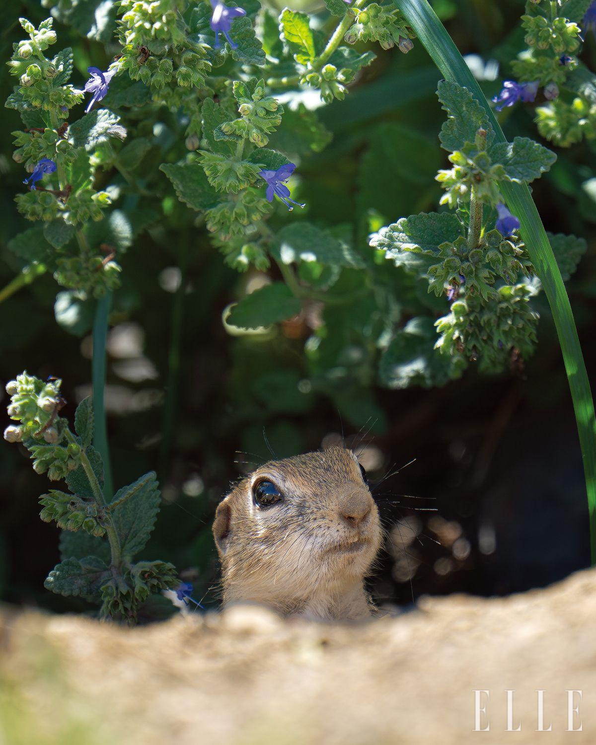 몽골에서 만난 긴꼬리땅다람쥐. ‘빼꼼’ 얼굴을 내민 모습.