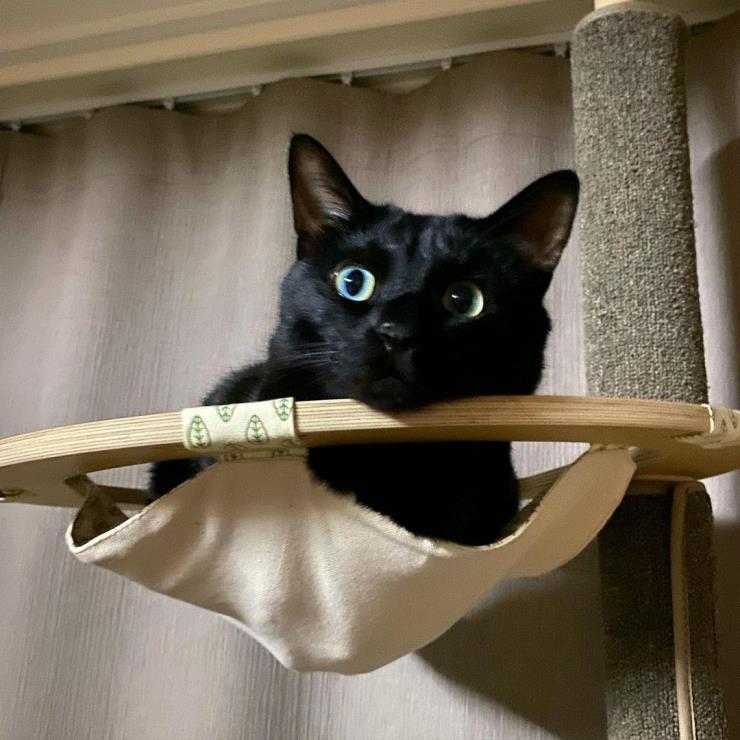 인스타그램@blackcatdahong