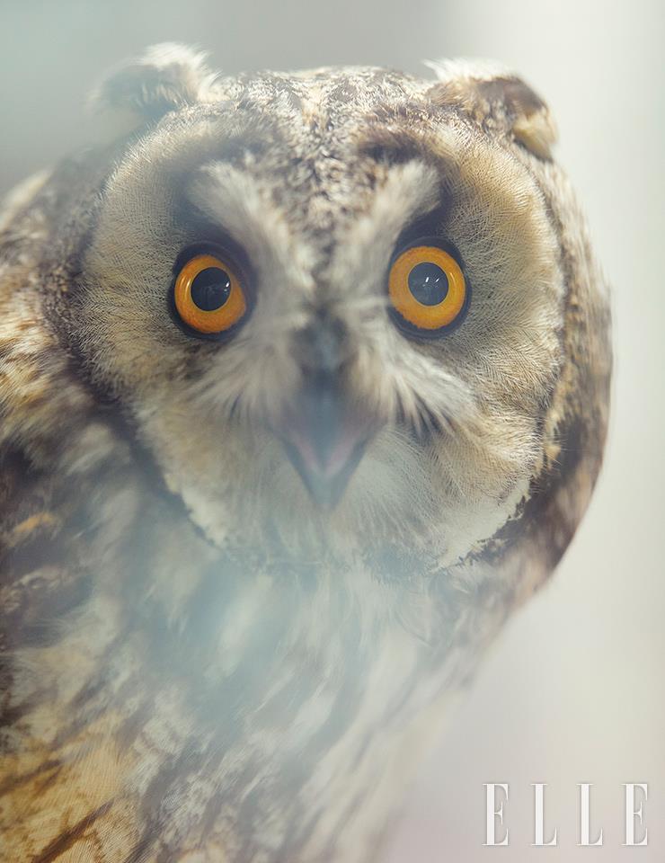 야생성을 잃지 않고 경계하는 수리부엉이.