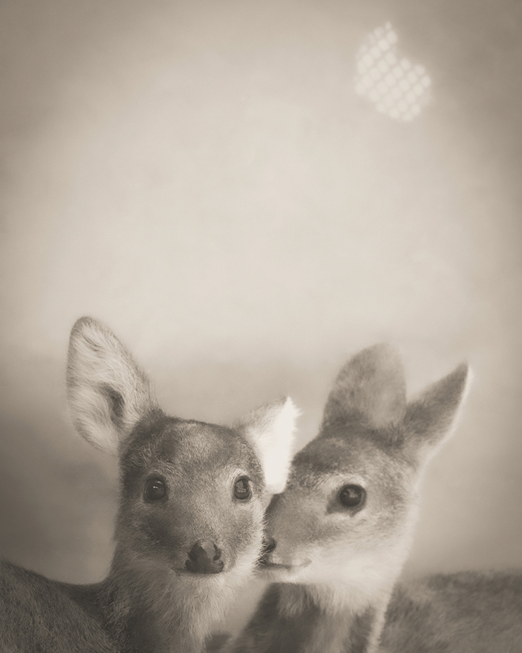 문선희 작가에게 처음 마음을 열었던 아기 고라니, 초코와 도도. 책에는 게재되지 않은 이 사진을 엘르를 위해 특별히 보내왔다 