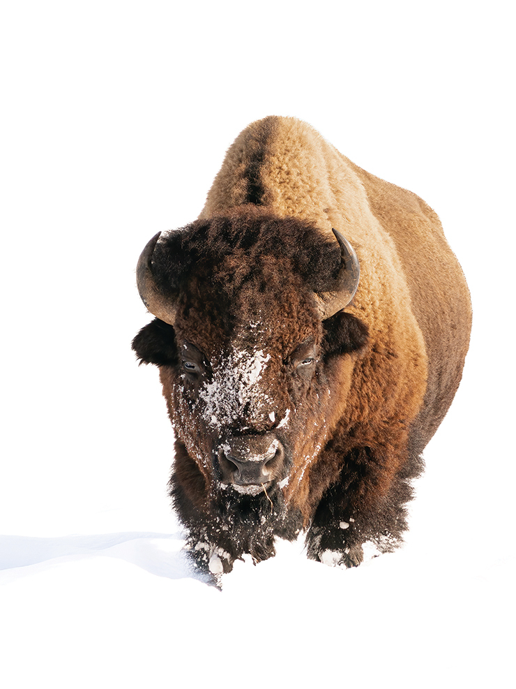 눈 쌓인 옐로스톤 공원의 설원에서 신나게 뛰어논 뒤 장엄하게 걸어 나오는 들소. ‘White Out’.