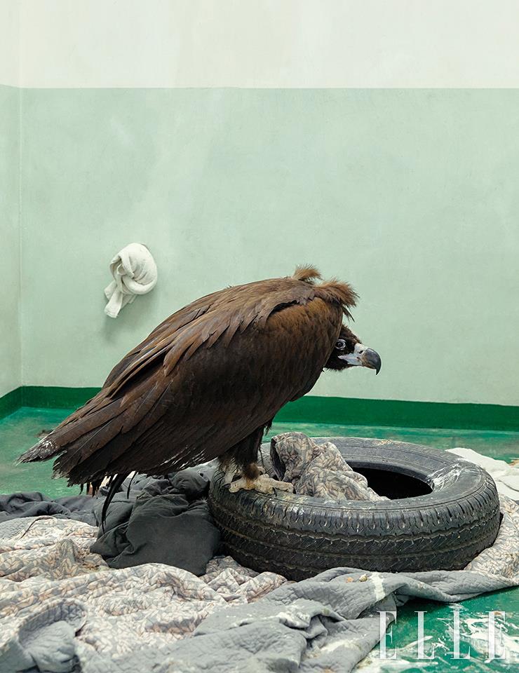 겨울을 나기 위해 한국을 찾는 독수리는 겨울철에 자주 구조된다. 농약 중독으로 입소한 독수리의 방생기는 지난 2월 JTBC <손없는날>을 통해 방영되기도 했다.