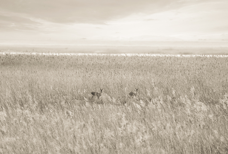 문선희 작가가 목격한 고라니. 10여 년간 만난 100마리의 고라니 중 50마리의 정면 초상이 사진집 <이름보다 오래된>으로 엮였다.