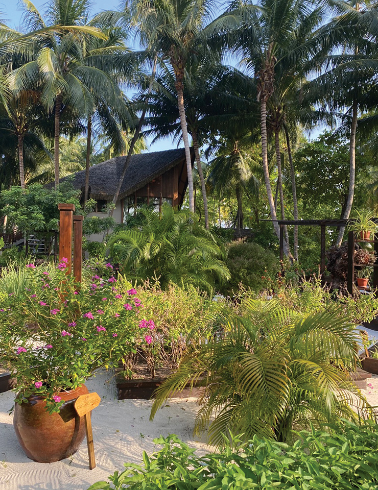 조알리 몰디브의 모든 식탁에 오를 허브와 채소를 책임지는 가든.