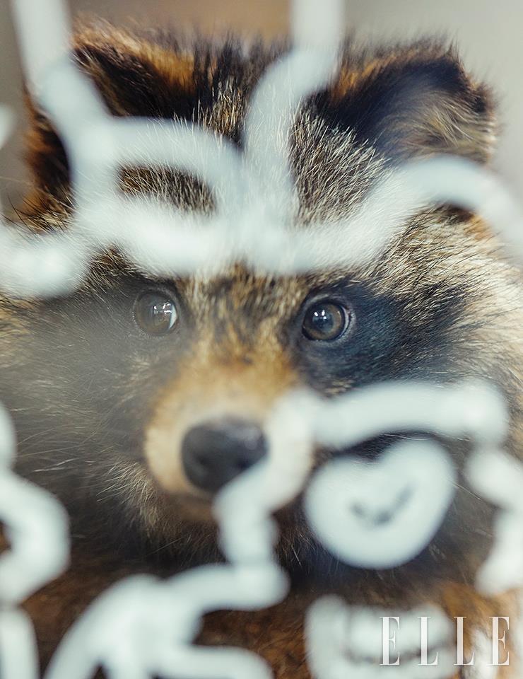 피부병인 개선충과 덫, 차량 충돌 등의 이유로 구조되고는 하는 너구리는 센터의 단골손님이다.