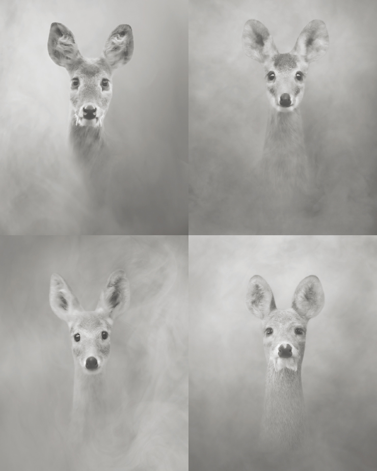 사진집 <이름보다 오래된>에 실린 어른 고라니들의 사진들. 왼쪽부터 시계 방향으로 <라니 101> <라니139> <라니 134> <라니115> 