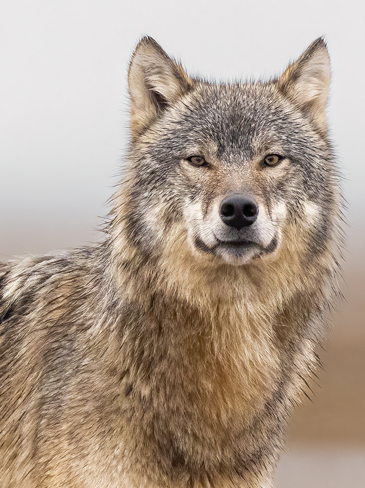 2021년 처음 만났던 코요테. ‘림피’라는 이름을 붙여줬다. ‘Eye Contact’.