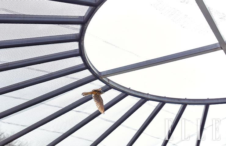 재활훈련 중인 황조롱이. 한쪽 날개가 짧아졌지만 새롭게 자신만의 비행법을 찾아냈다.