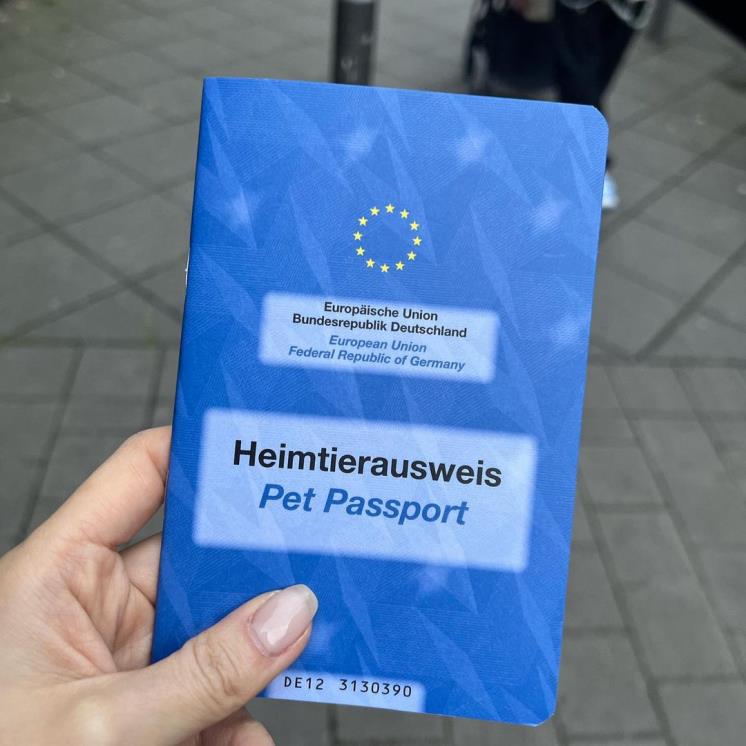 이다해가 올린 반려견 여권 