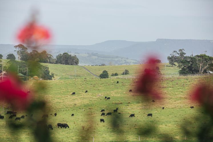  ‘큐피츠’ 와인에는 가족의 역사가 그대로 담겨 있다. 손녀의 탄생을 기념한 와인과 반려견이 그려진 와인 라벨이 있을 정도. 자연이 내어주는 것들로 자신의 업을 찾은 이들은 지속 가능한 방식으로 자신의 호텔을 짓고 운영한다. ⓒCupitt's Estate