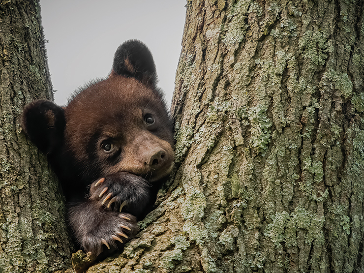 노스캐롤라이나의 한 공원 나무에서 턱을 괴고 골똘히 생각하는 듯한 아기 반달가슴곰, 대중에게 가장 사랑받는 사진이다. ‘Deep Thoughts’.