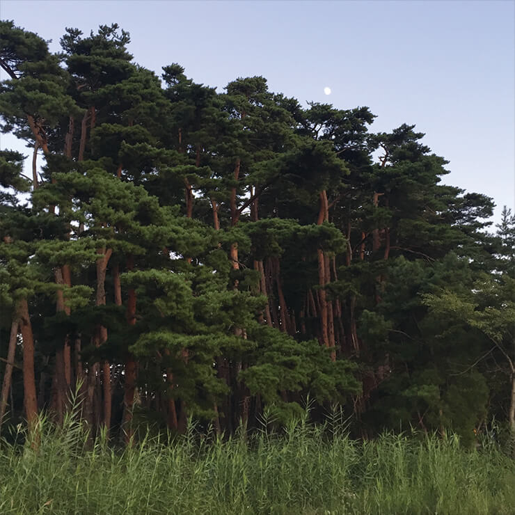 강릉 더는 서울에 살고 싶지 않다는 확신이 굳어가던 2016년 여름, 셀 수 없을 만큼 여러 번 강릉에 갔다. 차를 타고 2시간 남짓 달리면 닿을 수 있는 곳. 인적 없는 바다와 쓸쓸하고 아름다운 허난설헌 생가 뒤로 3000그루의 소나무 숲을 만났다. 여전히 서울에서 삶을 이어갈 수 있는 건 마음의 고향을 강릉으로 삼은 덕분.